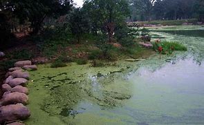 總氮處理